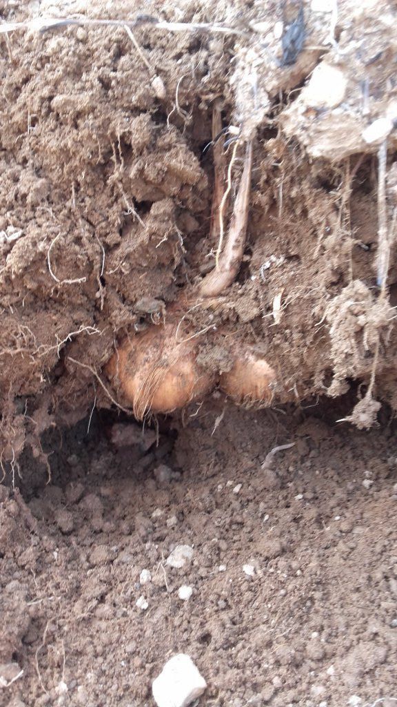 En juin, quand les feuilles ont fané, nous déterrons une partie des bulbes pour les dédoubler et les déplacer.
In June, when leaves made hay, we dig up a party of bulbs to divide into halves and move them.