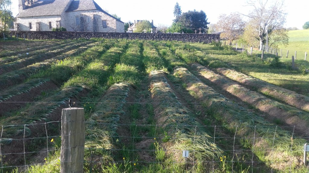 La parcelle au printemps, c'est le moment du désherbage.
The plot of land in spring, it is the moment of the weeding.