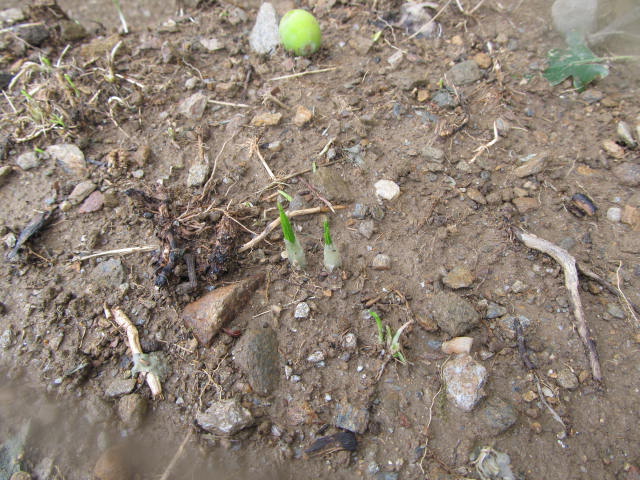 Les 1ères pousses font leur apparition (fin septembre, début octobre).
The 1st shoots make their appearance (end of September, middle of october).
