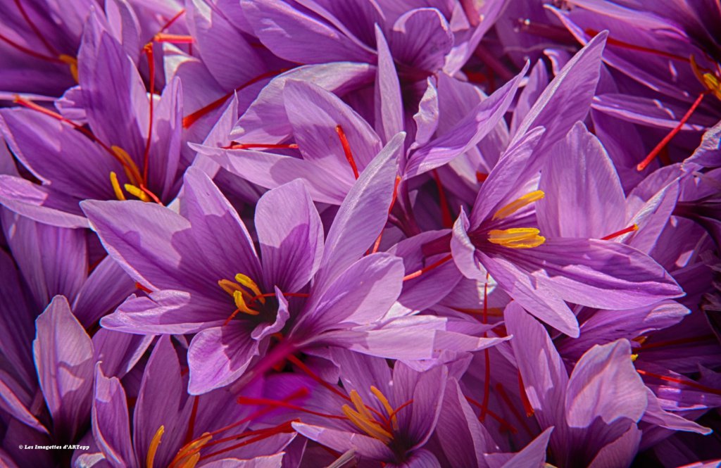 Fleurs de crocus sativus.