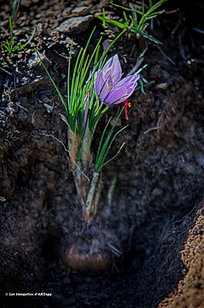 Fleur de crocus sativus avec son bulbe.