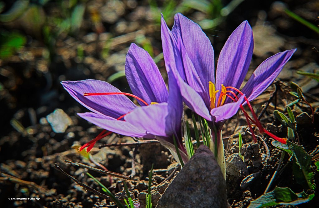 Fleur de crocus sativus.