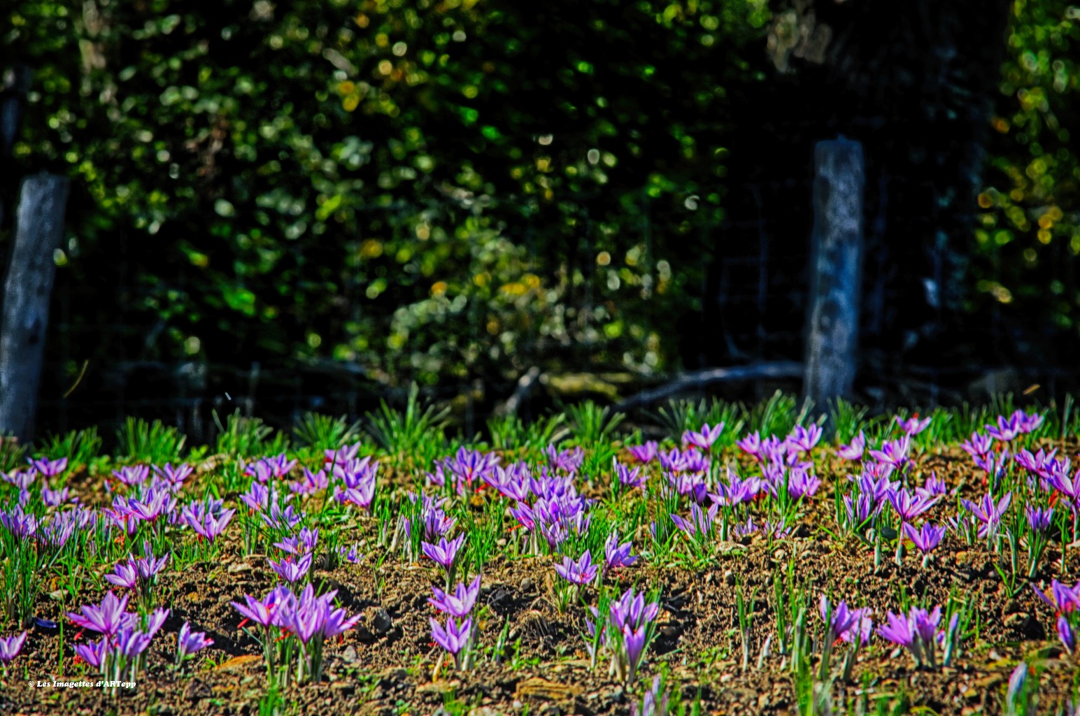 Safranière en fleurs
Photo : Les Imagettes d'ARTepp