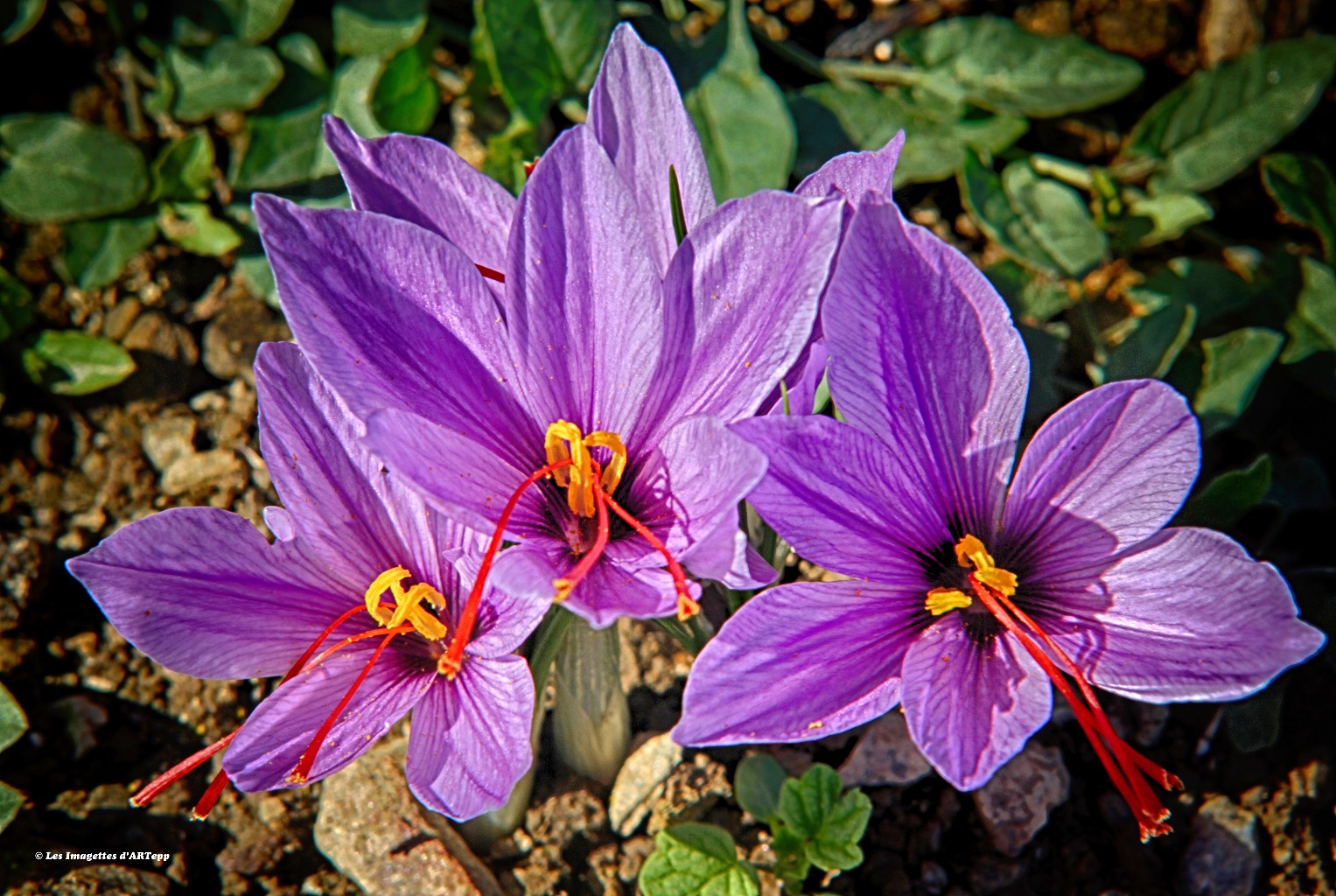 Fleurs de crocus
Photo : Les Imagettes d'ARTepp