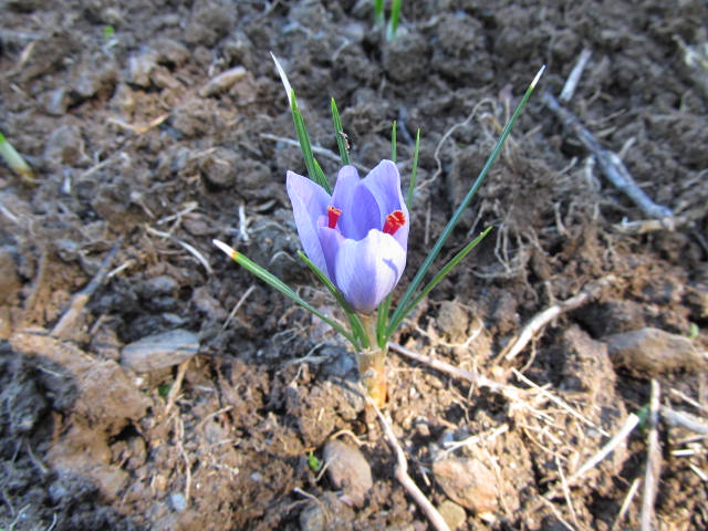 Fleur de crocus sativus.